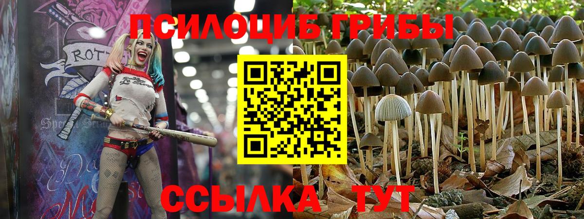 Псилоцибиновые грибы Cubensis Стрежевой